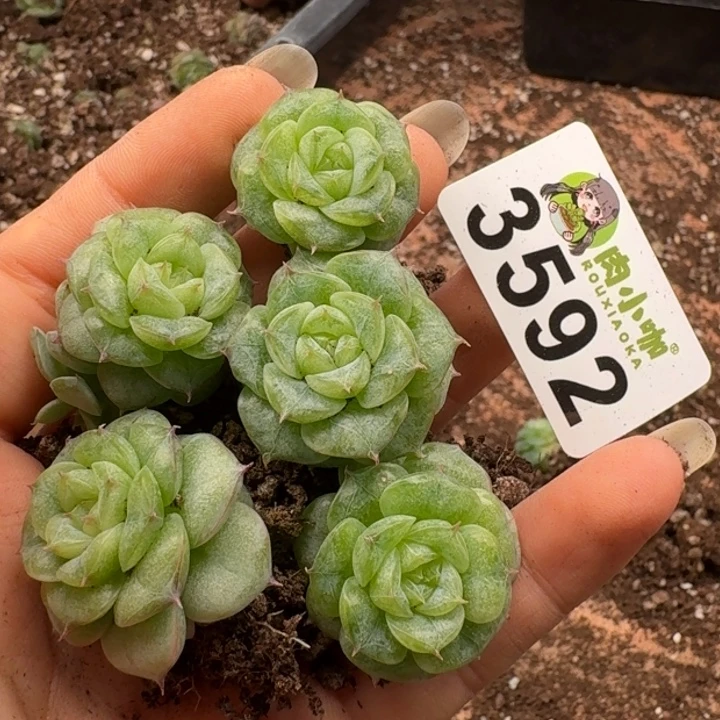 多肉植物多肉植物