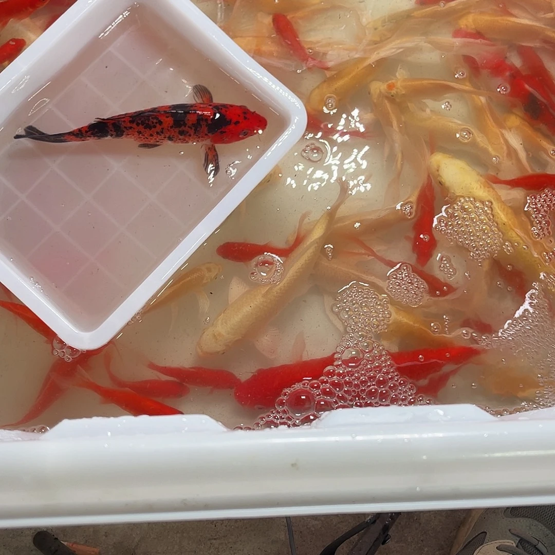 锦鲤包邮，包损6666