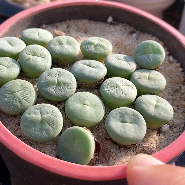 1520小红嘴dows一颗