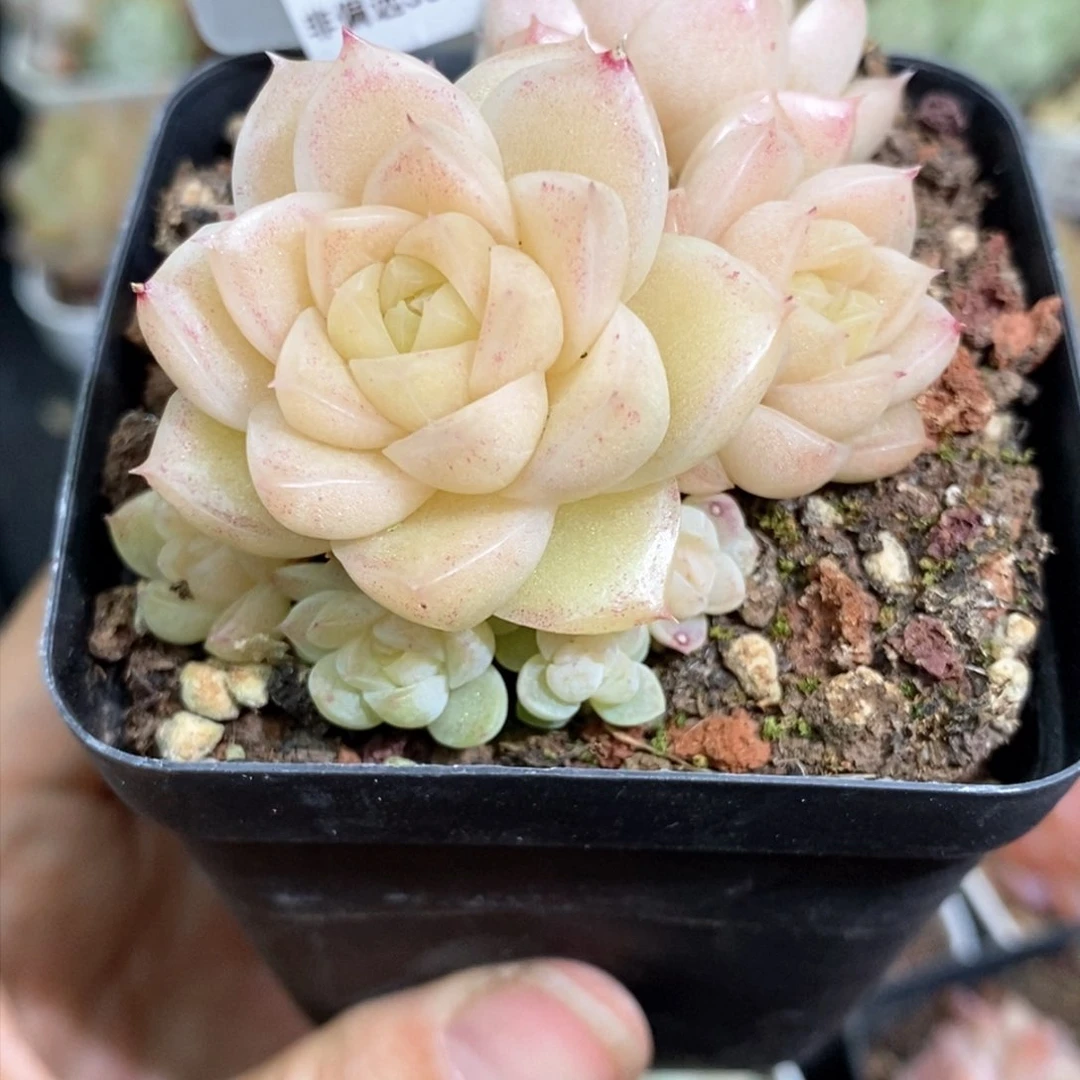 180东篱下多肉植物盆栽