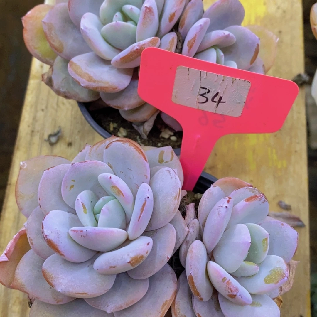 开心多肉，7号晚间福利场