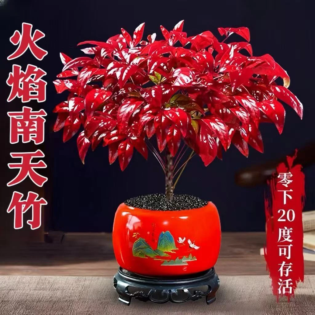 火焰南天竹盆栽冬季耐寒四季好养室内外红叶绿植盆景