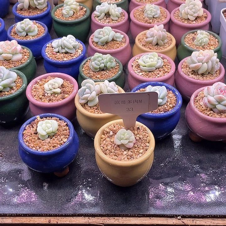 我**缘滨哥多肉M33冰玉石化锦带锦