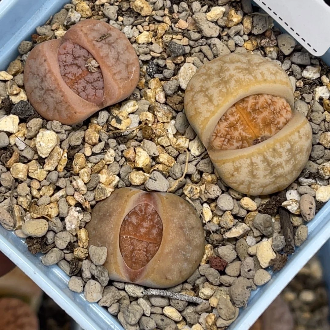 3503荒混3颗尺寸2.5