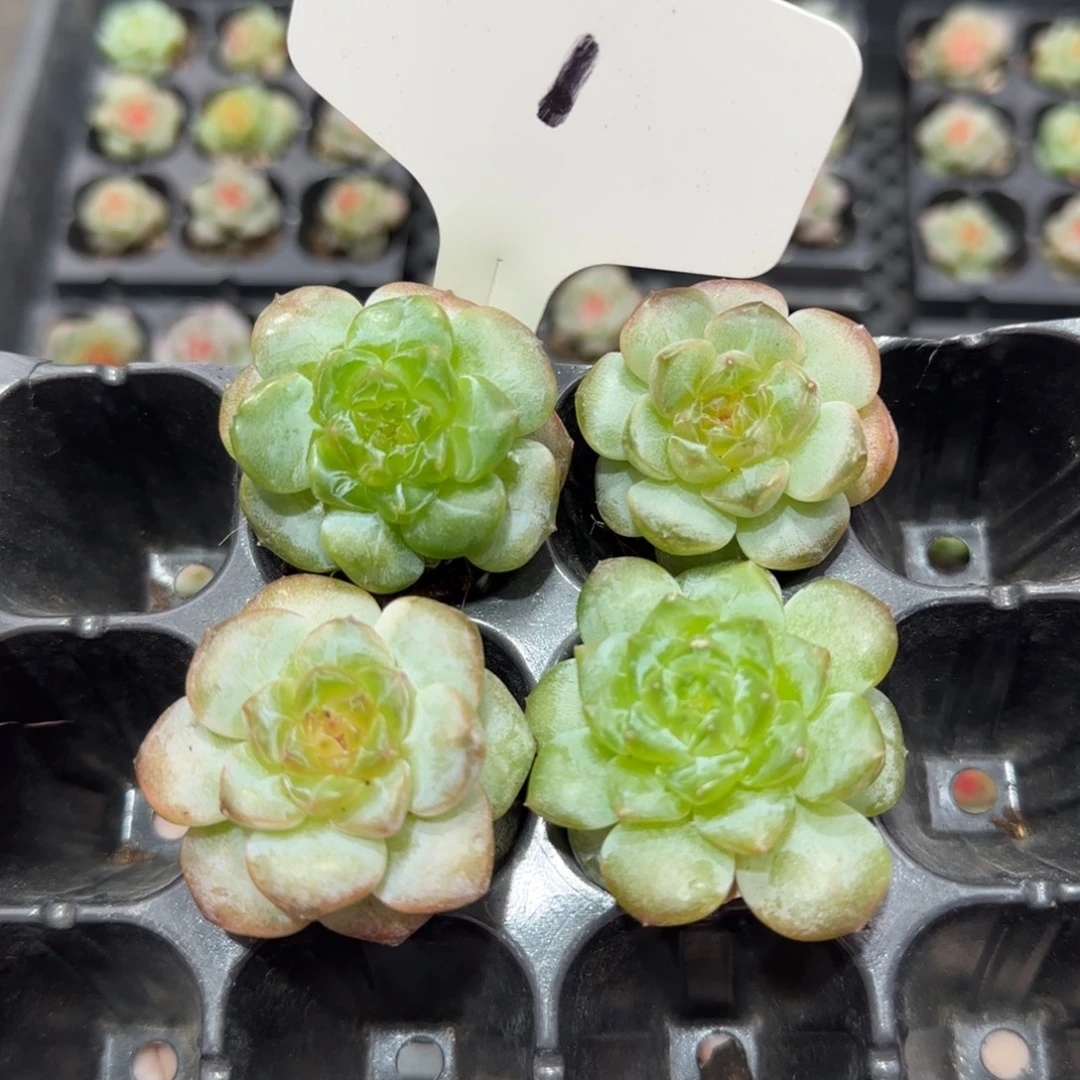 1满38包邮➗偏远发货后不退货退款