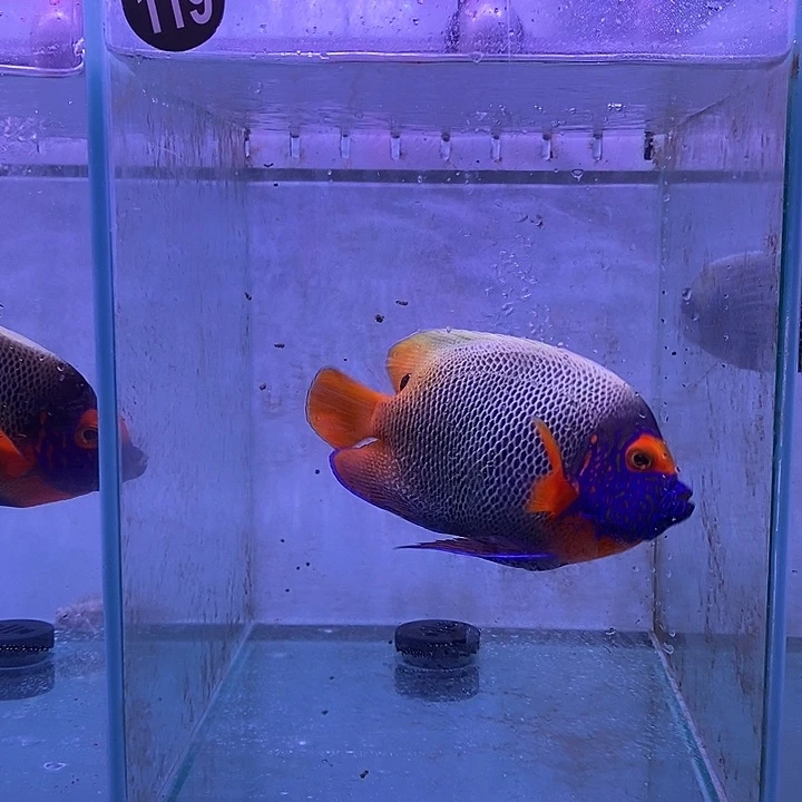 119蓝面检疫定水皇后119