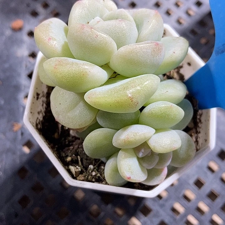 多肉植物冰玉石化956