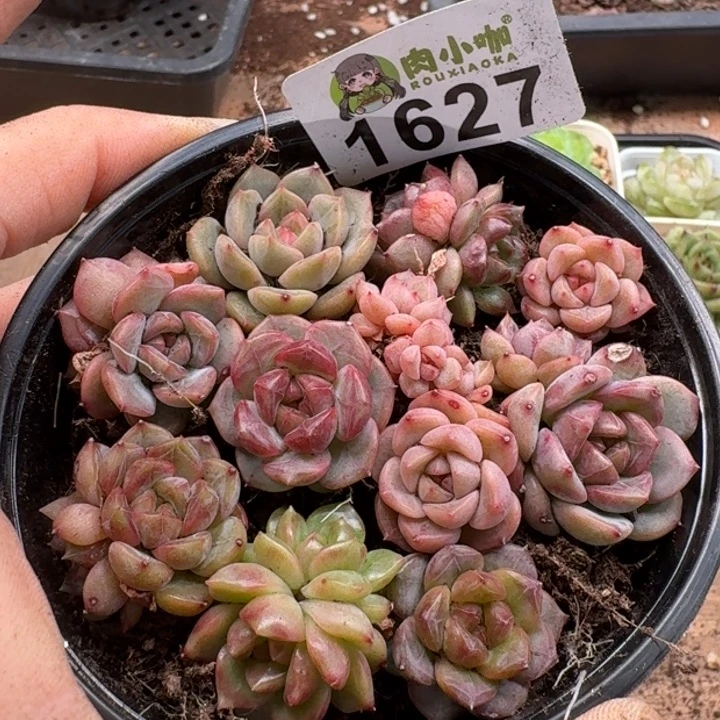 无花朵多肉植物多肉植物