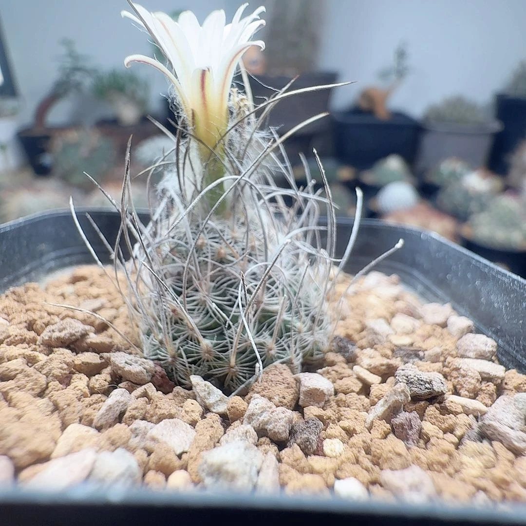 实生长刺迪克森脱土发货