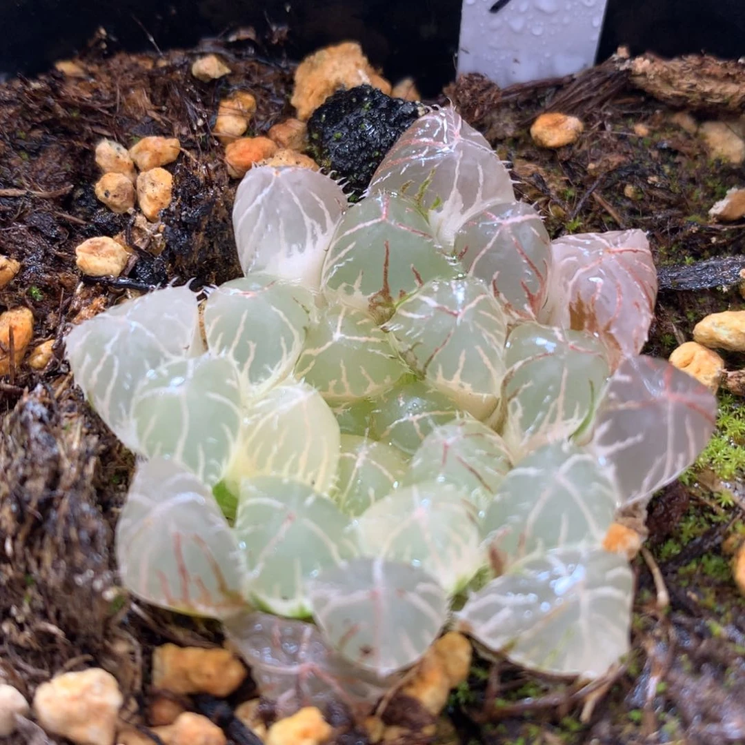 赤线玉露锦带盆发货