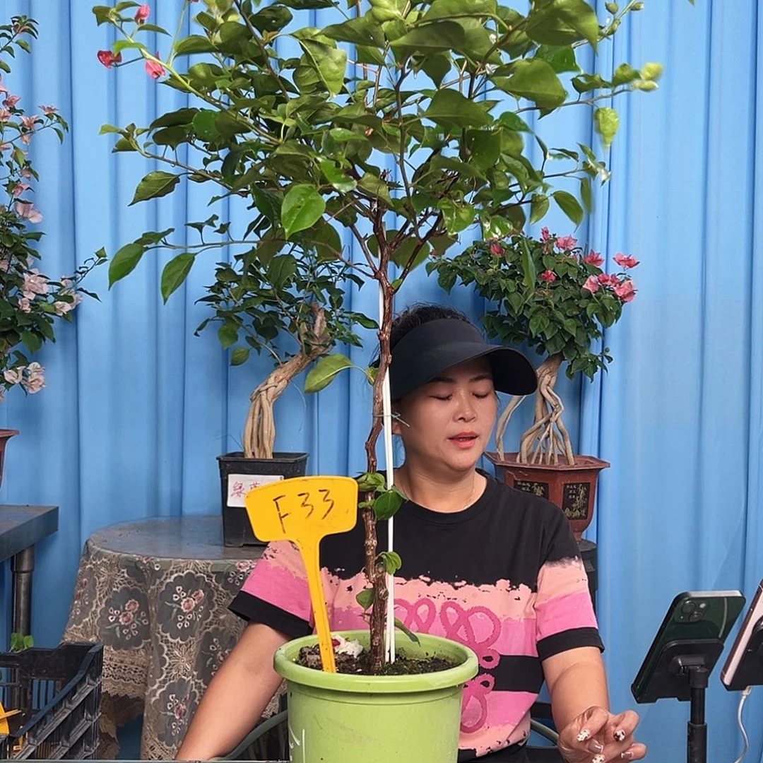 亭***立大部分开放少量花苞F33不甜