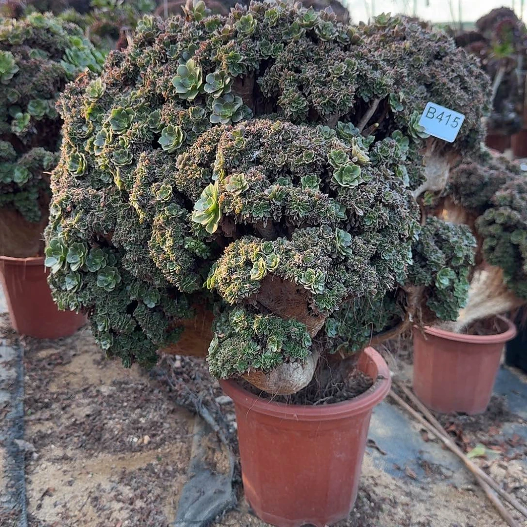 415玫瑰朵朵有伤一颗呀呀