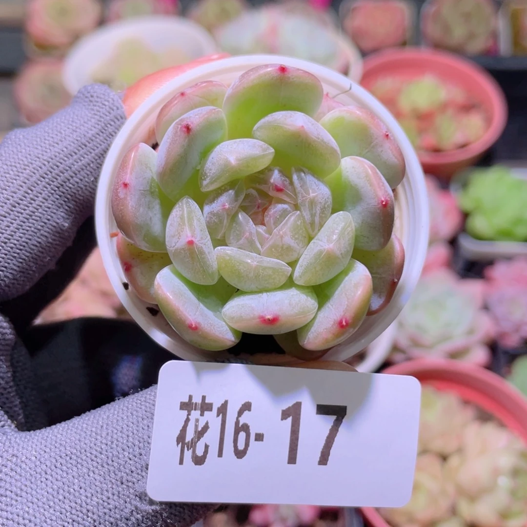 花利美16-17白色恋人