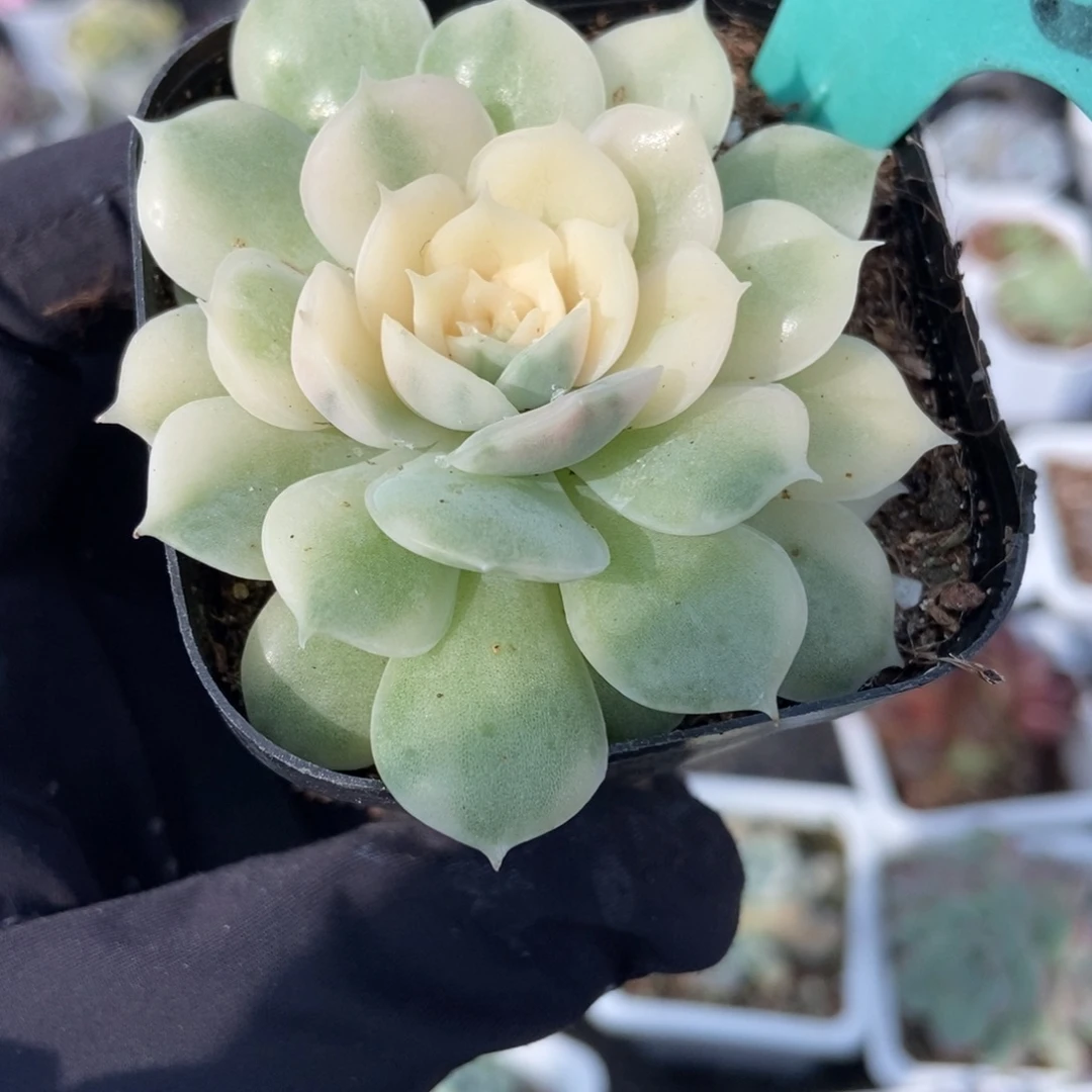 1873昂锦多肉植物多肉