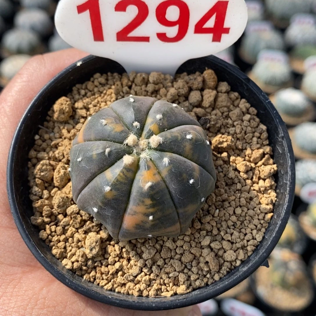 1294兜锦福利多多