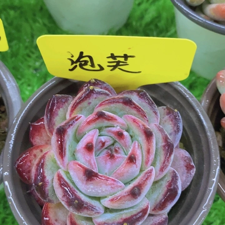 多肉植物，开心多肉