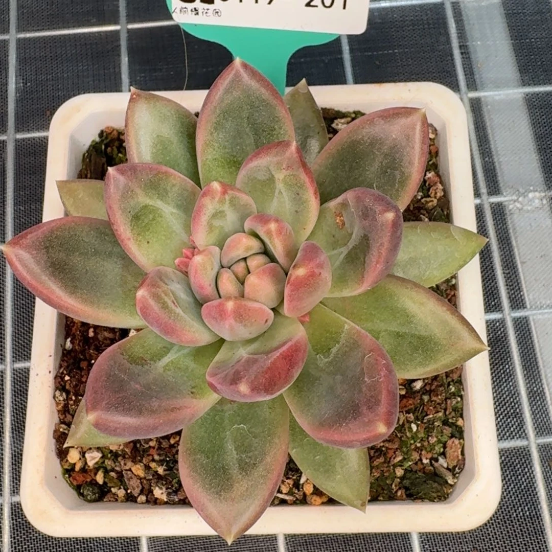 风****0从前慢多肉编号0119-201