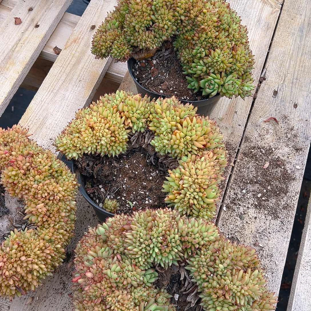 虎鲸多肉，满18包邮