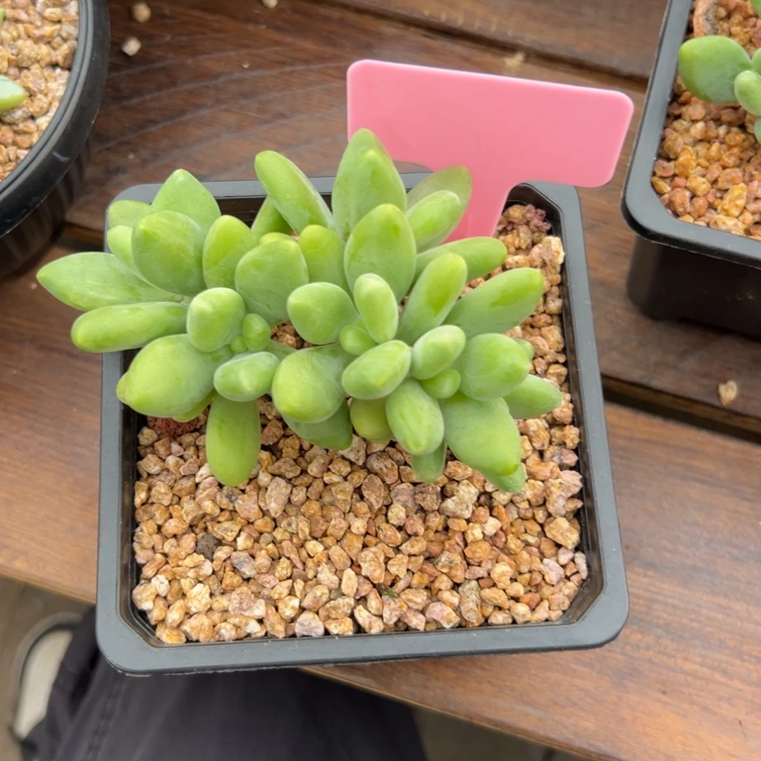 芒果奶11111111111111