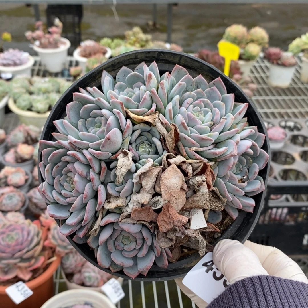 4534玛瑙老桩一物一拍