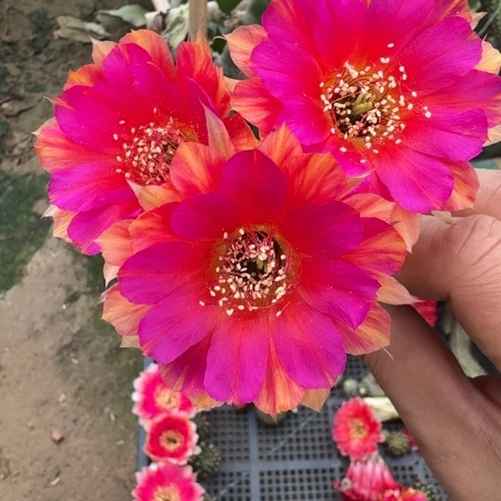 208丽花光环歪3公分左右无根侧牙，20包邮
