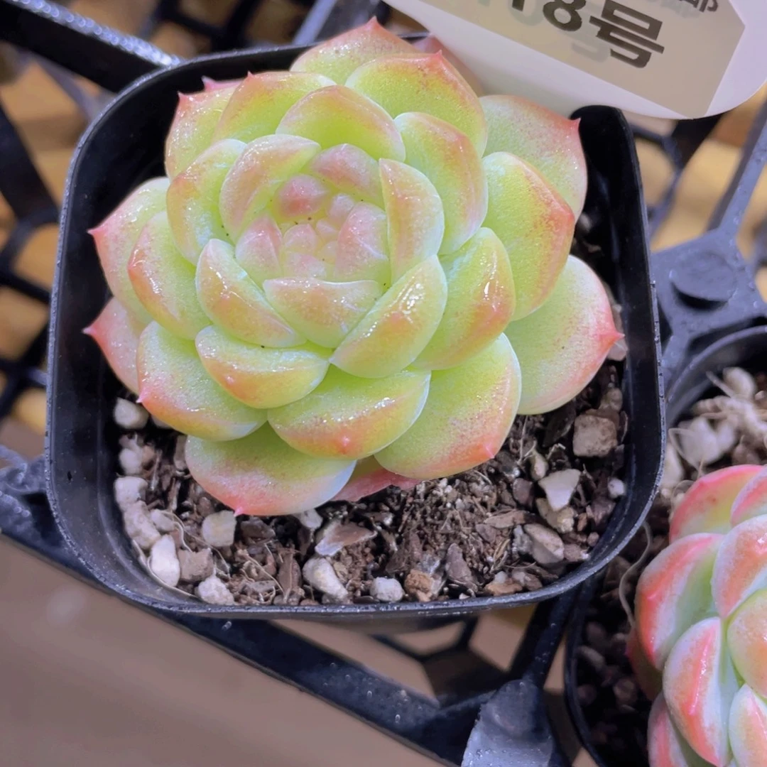 1518号 冰透白桃汽水