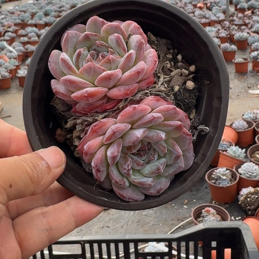 冰糖水晶110杯双头5棵不售后