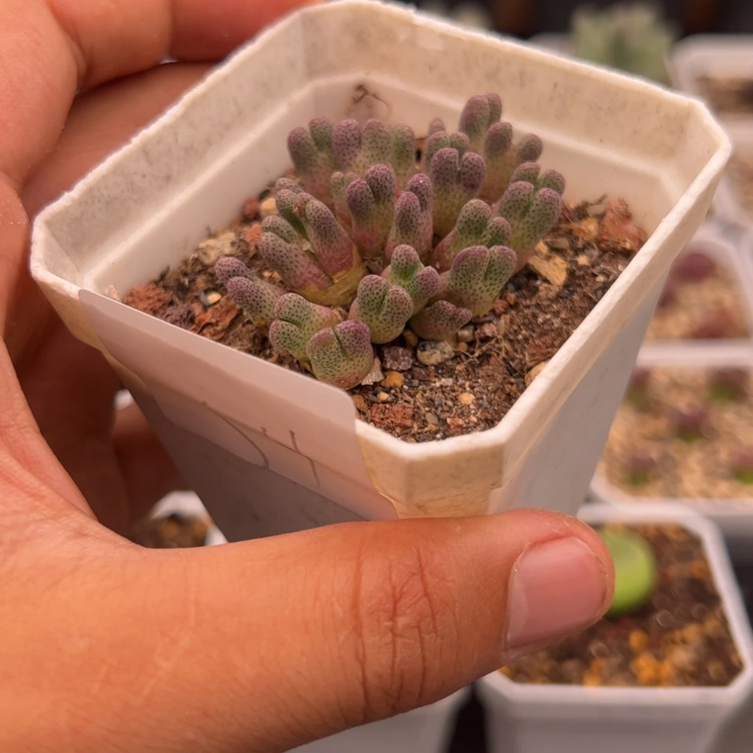 格***天7.31福利斑马多肉植物54