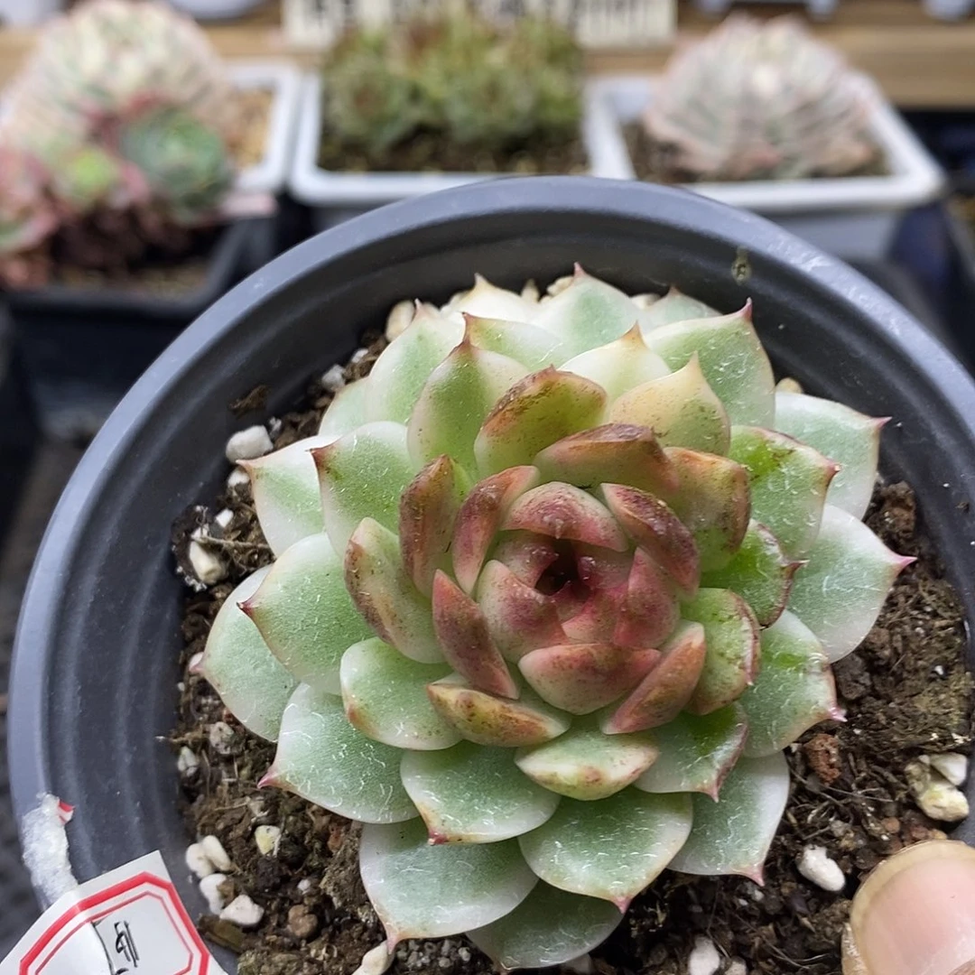 28147 绿水晶花脸锦