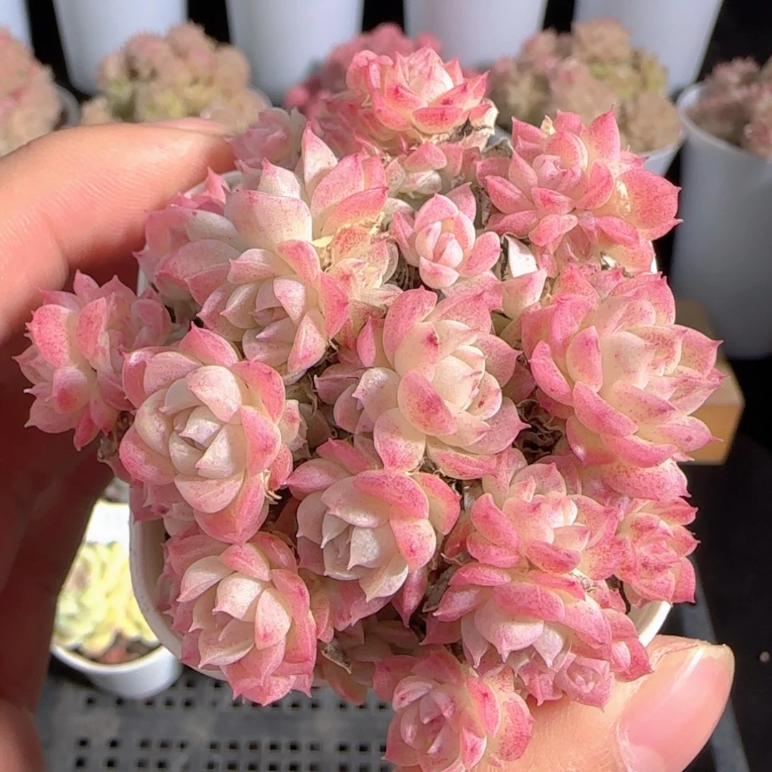 多肉0105-116优选麦秆群