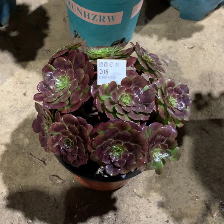 208黑萝莉多肉植物特价
