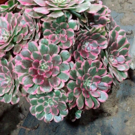 用***2无花朵霁月法师多肉植物17号
