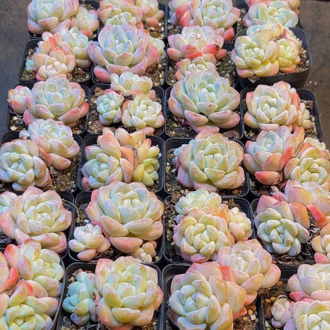 094多肉葡萄领导人物库资料显示