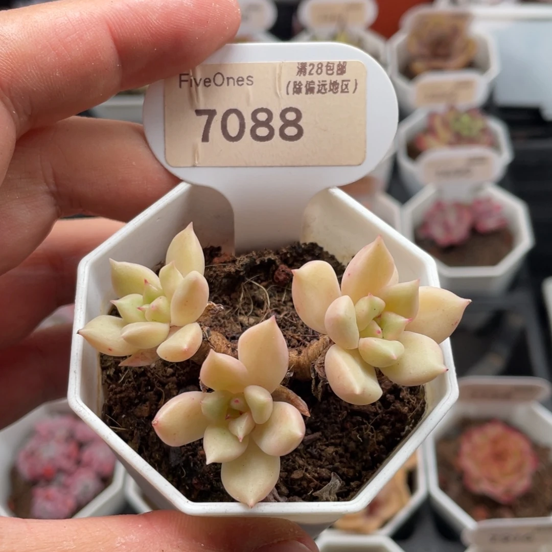 璀璨7088-6.5厘米