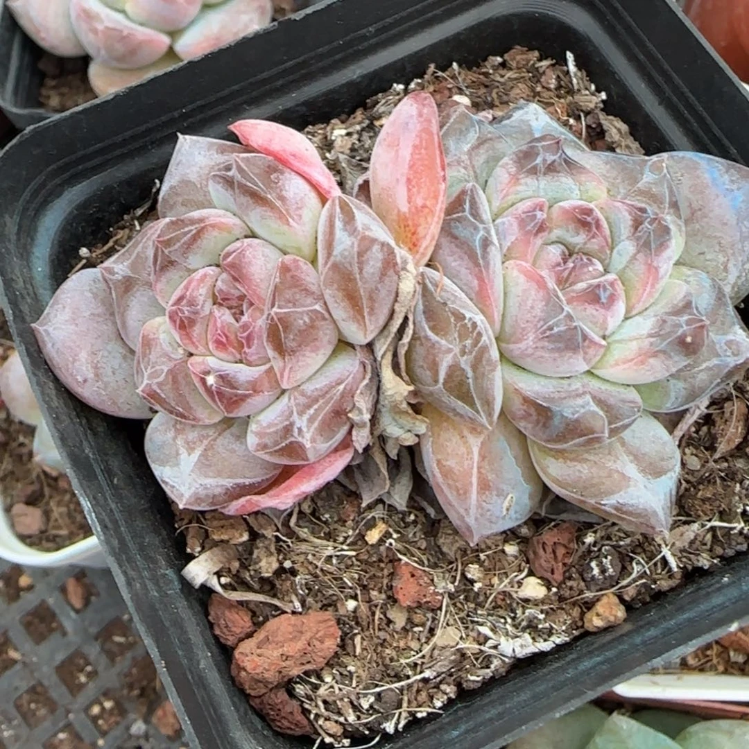 小卡拉米糖心一物一拍