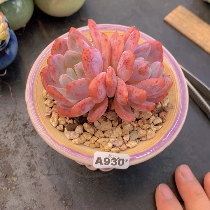 一物一拍含盆土满38包邮A930