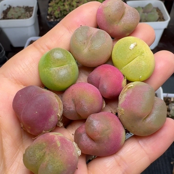 1474。十颗福利出骨土土呜呜呜