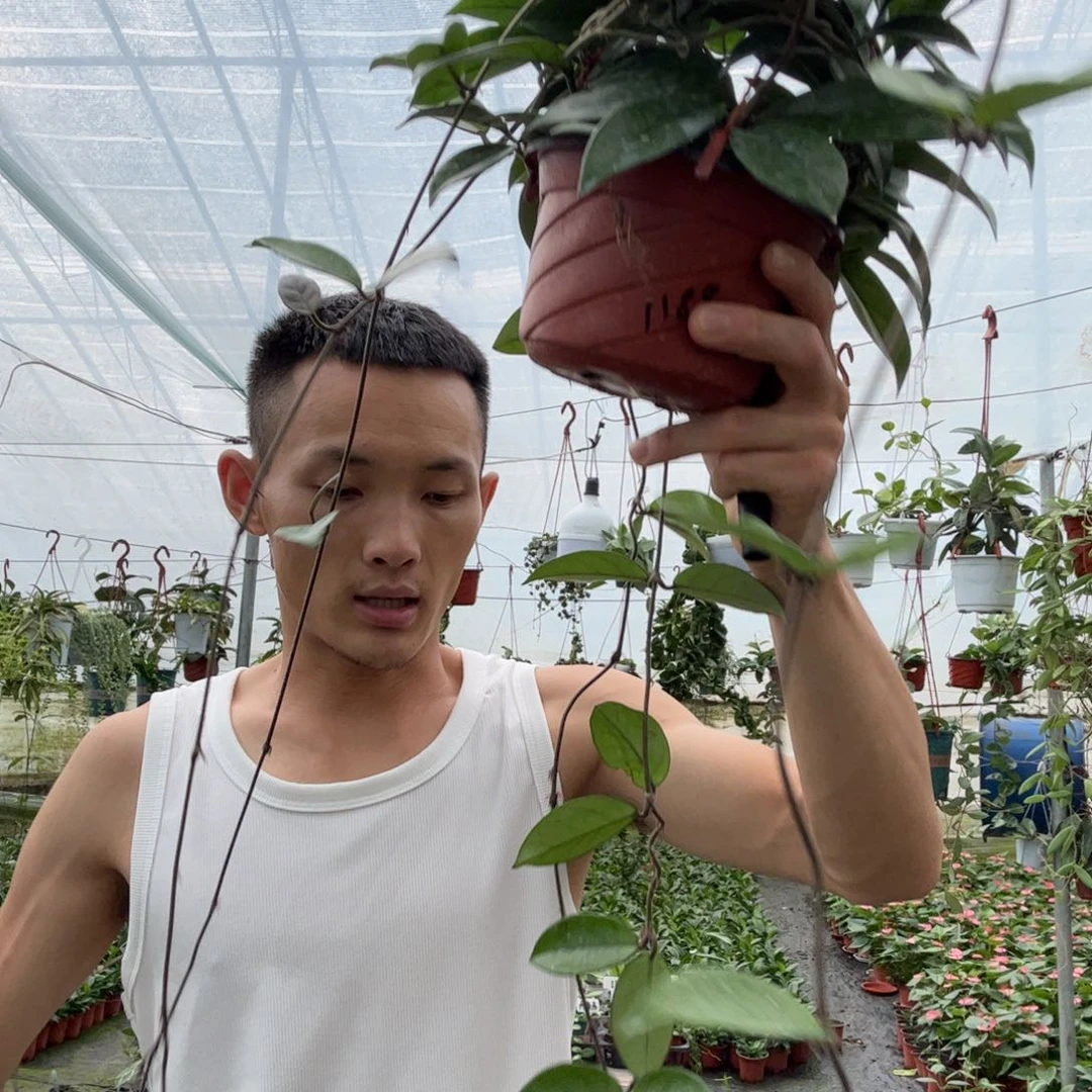 静***空无花朵绿叶白球兰大苗