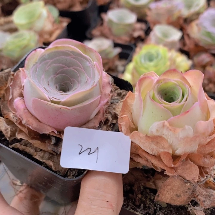 山地玫瑰2颗精品221