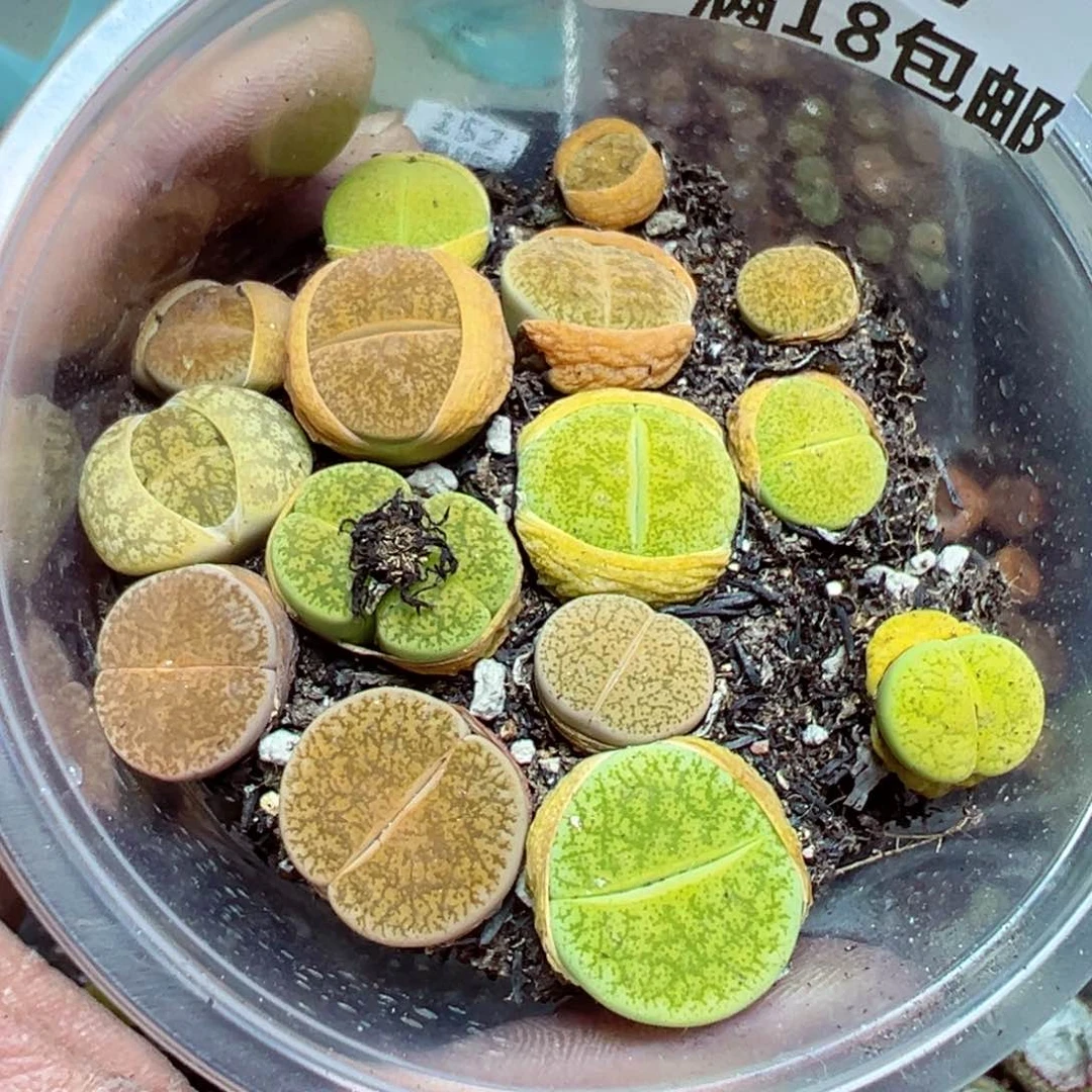 【闪购商品】 157.