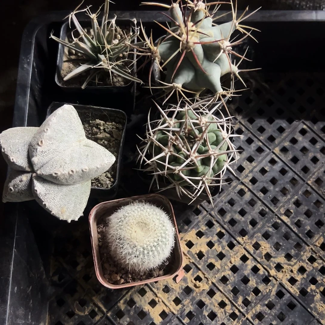 组合福利仙人球1111111