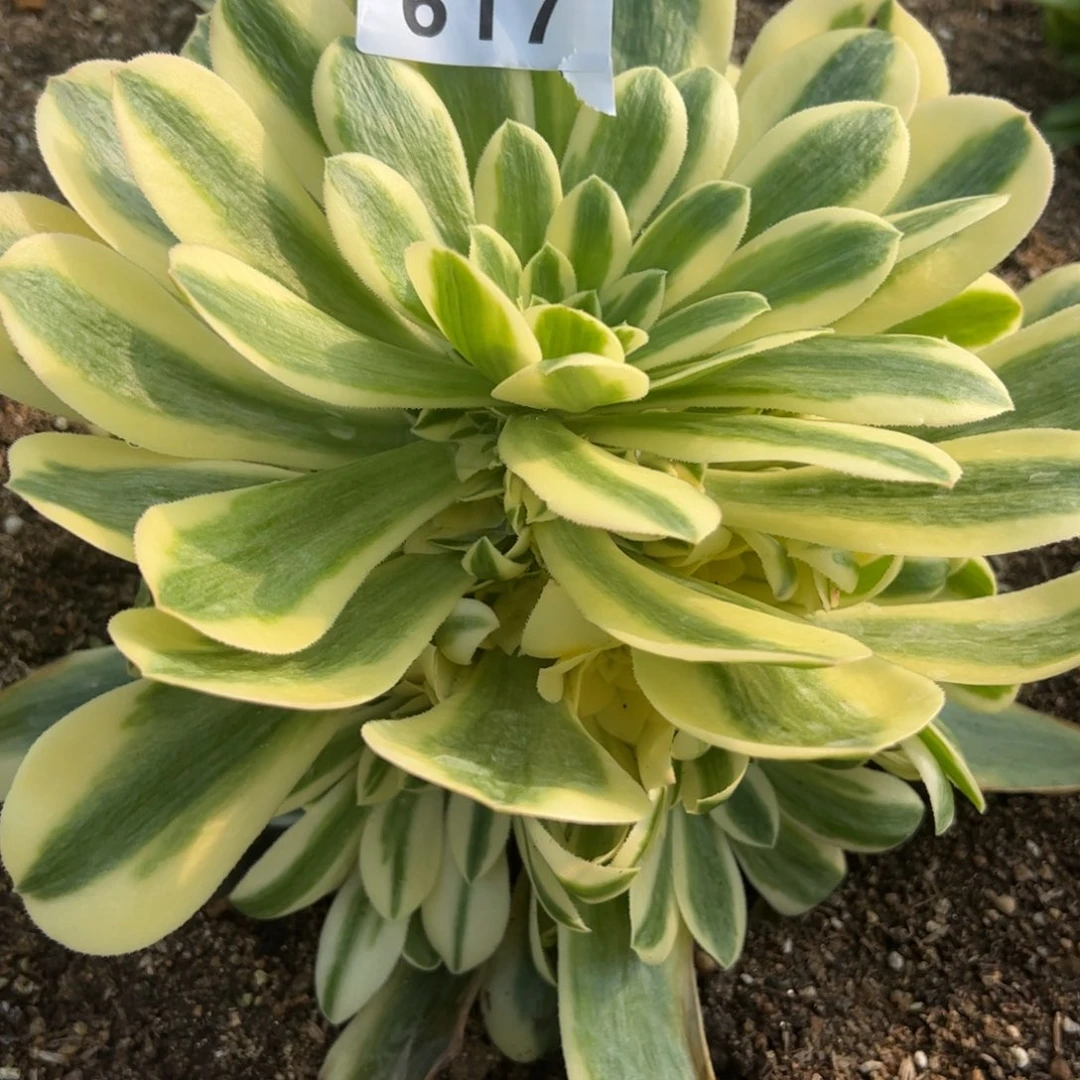 617迈巴赫多肉植物