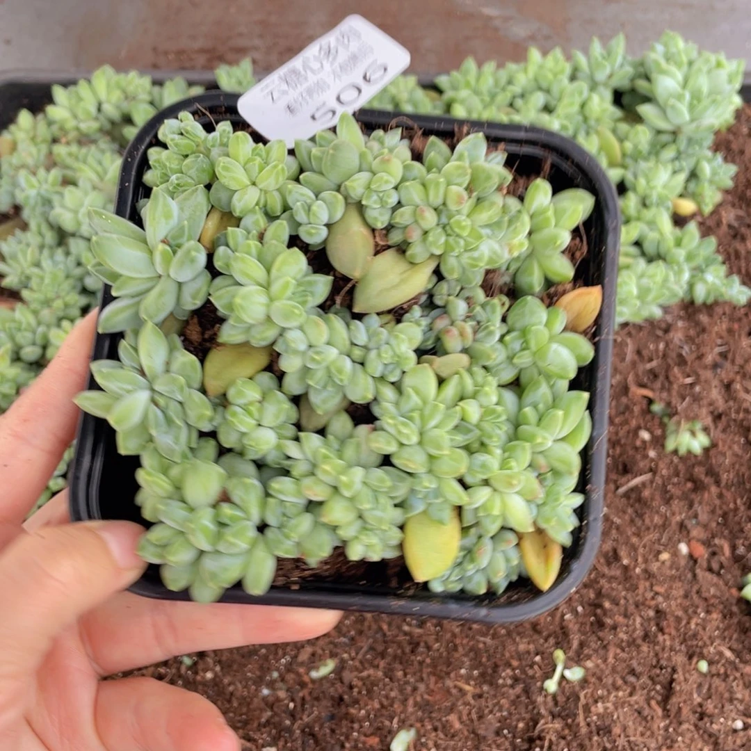 云糖心多肉植物506