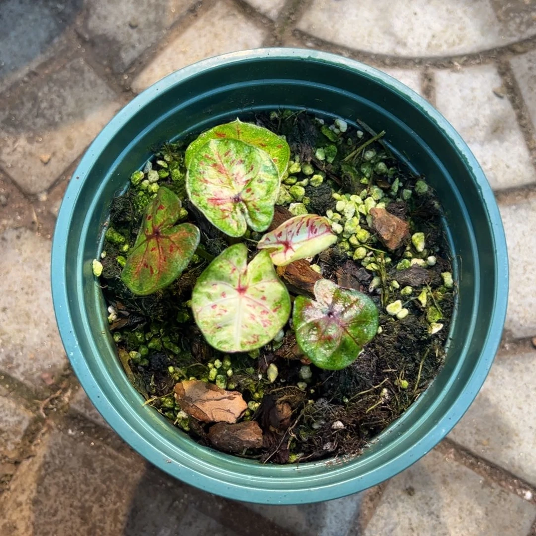 可***心完全开放4059泰彩