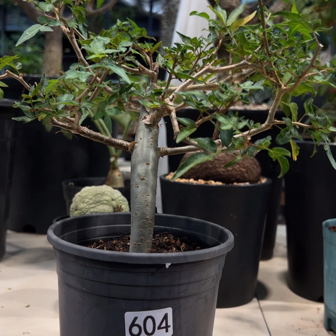 驰***。604芳香橄榄带盆发货