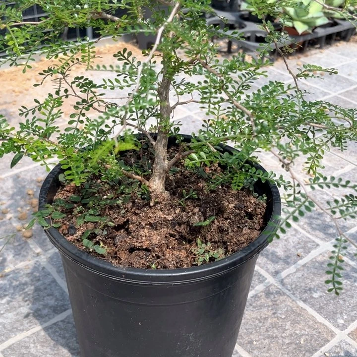 象足漆树脱土发货