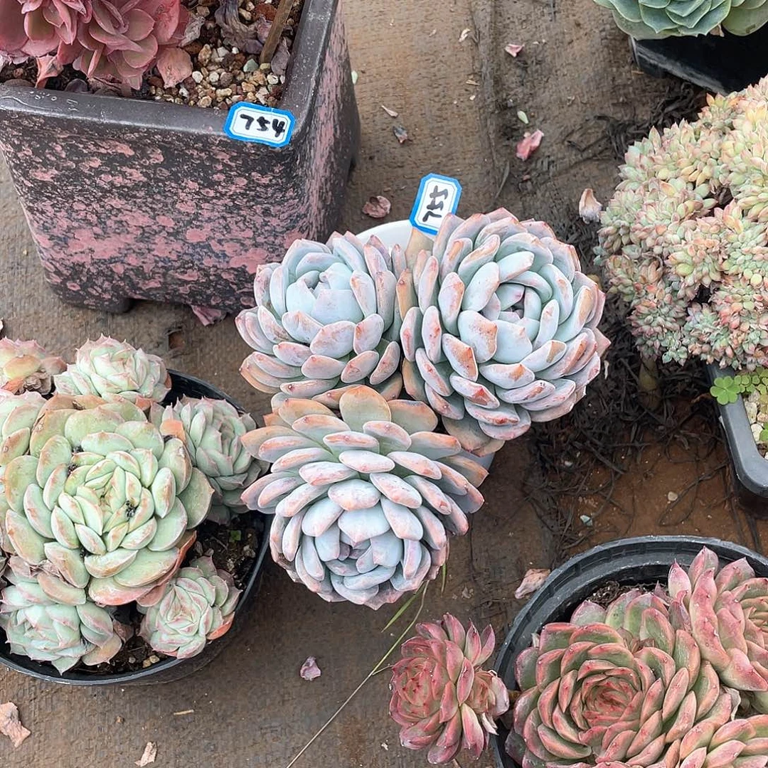 755石榴籽一物一拍多肉