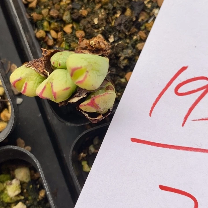 1948一颗一颗一颗