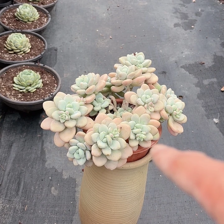 香水洛神飘枝下播福利