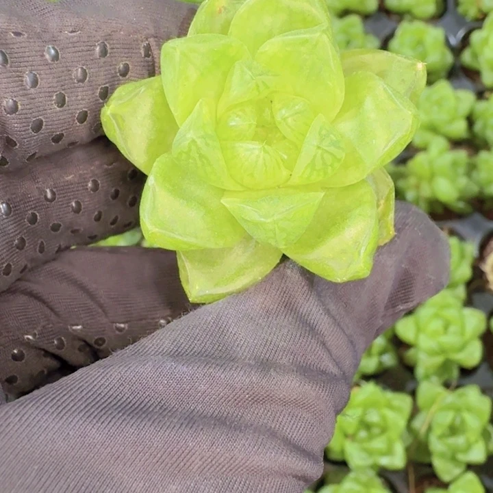 精品草玉露量拍两颗